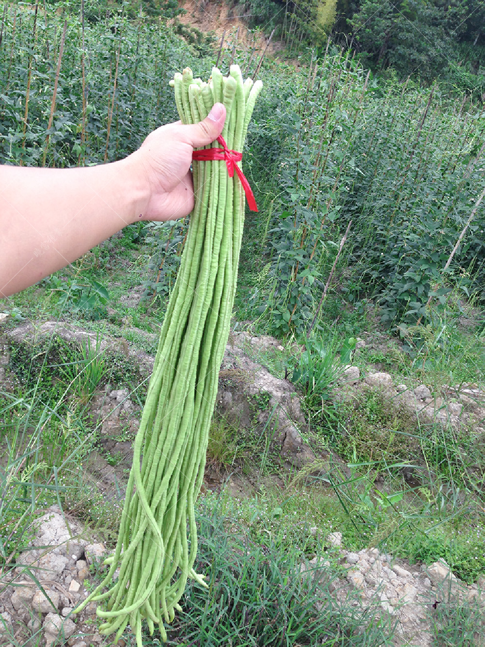 1557910741952988.jpg 52.jpg