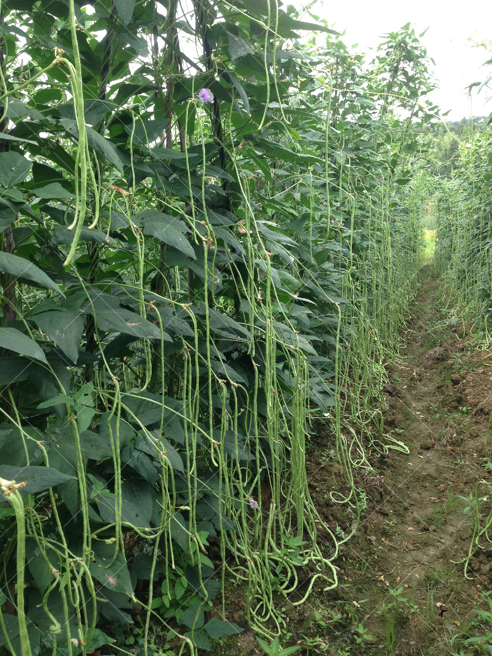 1558055785229417.jpg Photo_20140922100438C48Y.jpg