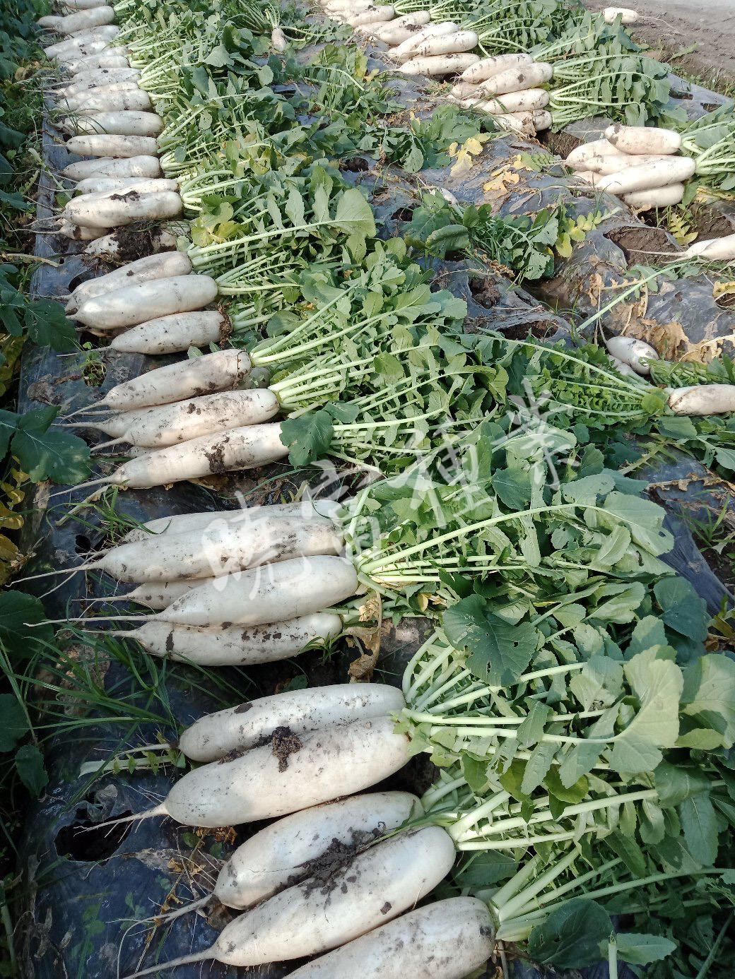 1585789669444254.jpg 06.jpg